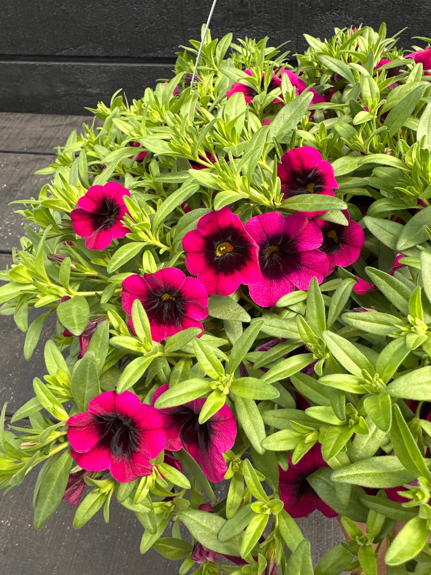 CALIBRACHOA CALILOCO DRACULA - 10'' HANGING BASKET
