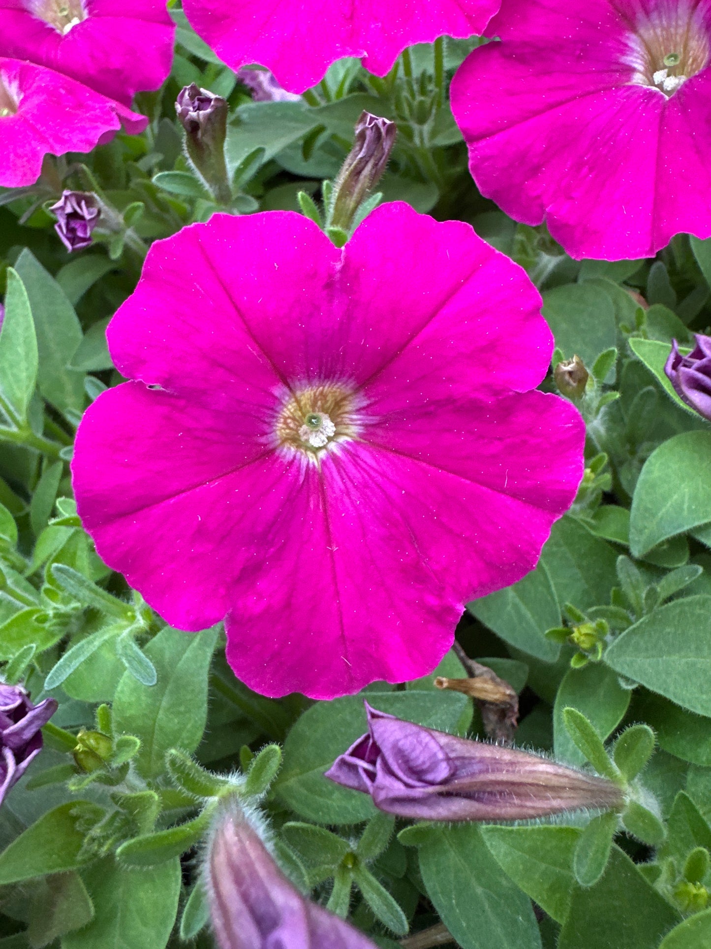 PETUNIA PICOBELLA CARMINE - FLAT OF 48 PLANTS