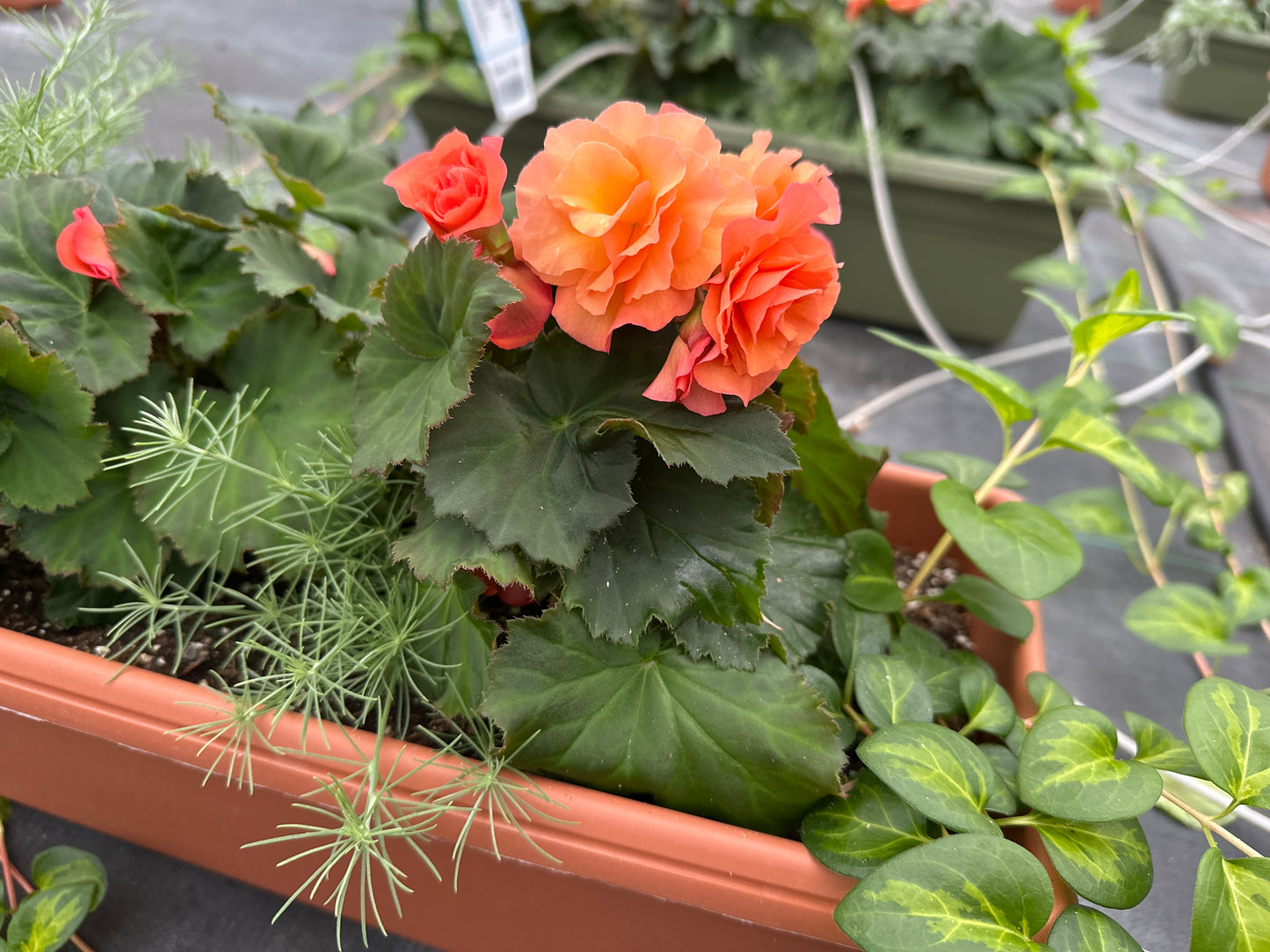 COMBO #17 - 24'' WINDOW BOX