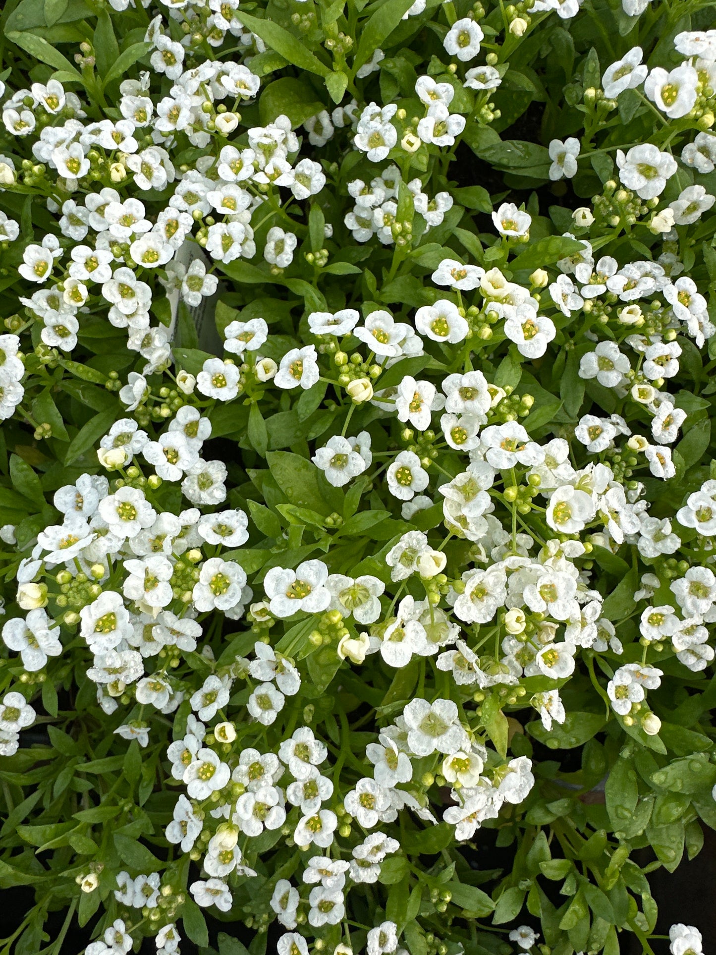 ALYSSUM CLEAR CRYSTAL WHITE - FLAT OF 48 PLANTS