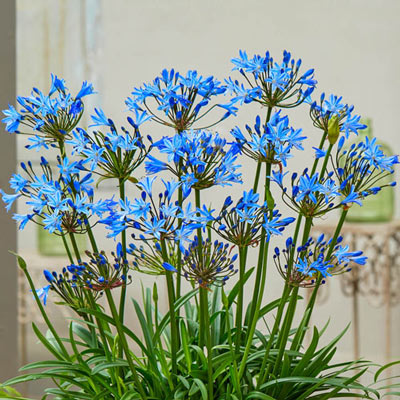 Agapanthus 'Summer Love Blue'