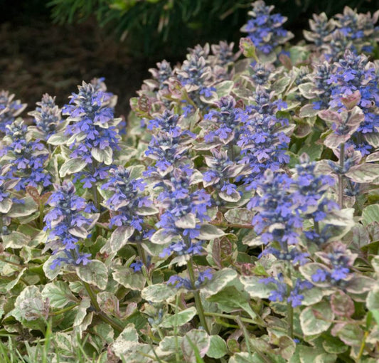 Ajuga 'Burgundy Glow'