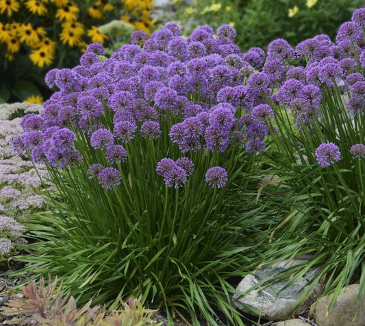 Allium 'Millenium'