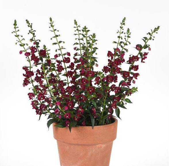 ANGELONIA ARCHANGEL RUBY SANGRIA - 4" POT