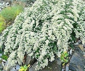 Aster ericoides 'Snow Flurry'