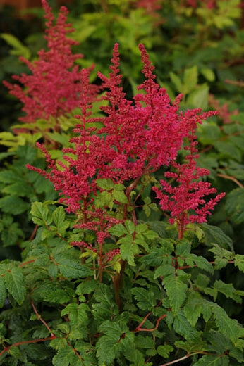 Astilbe 'Younique Carmine™'