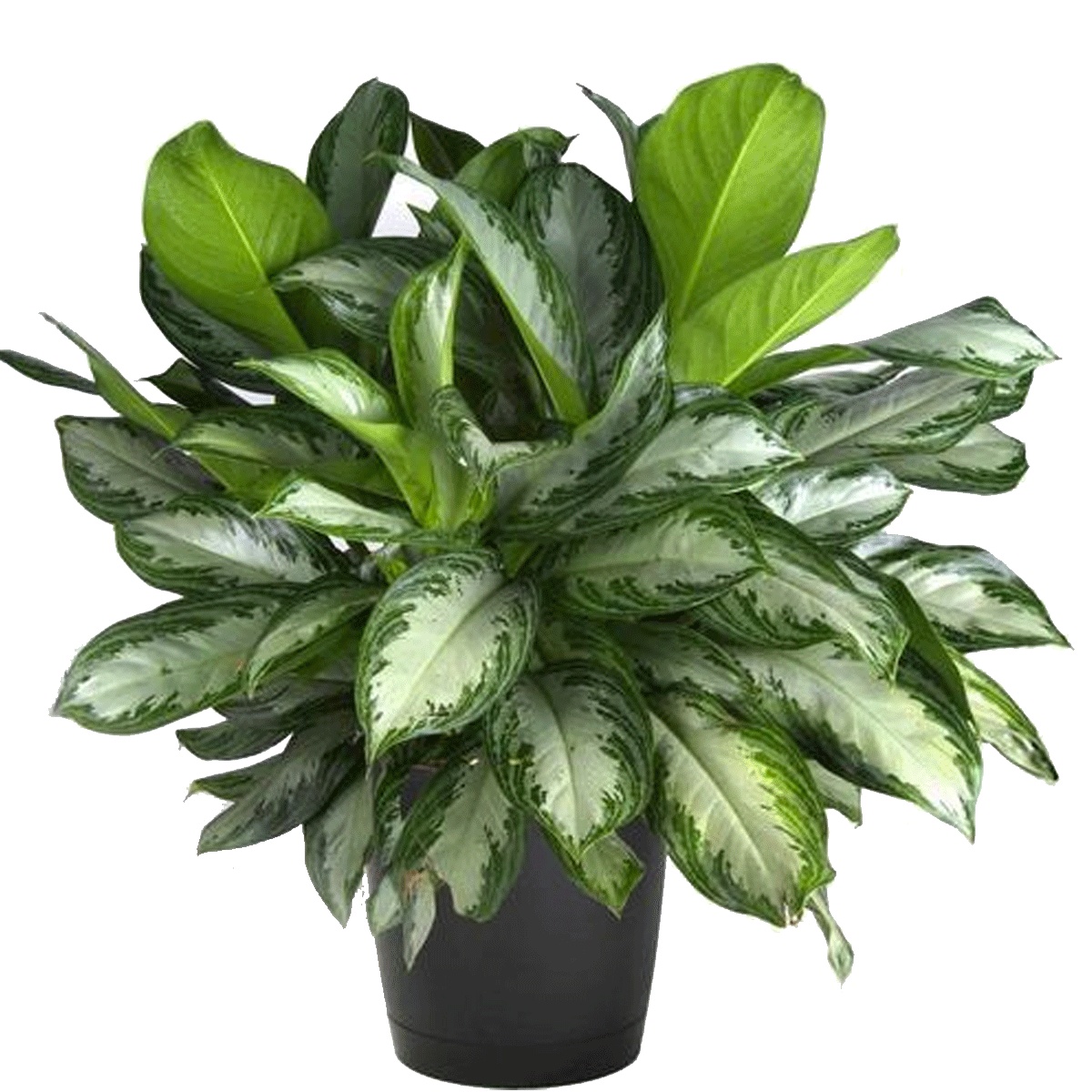 Aglaonema Silver Bay - 8"