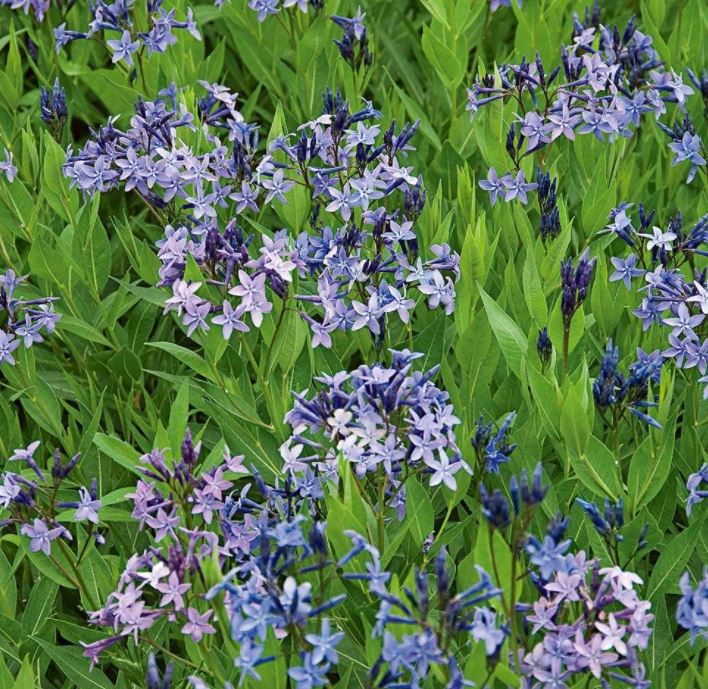 Amsonia 'Blue Ice'