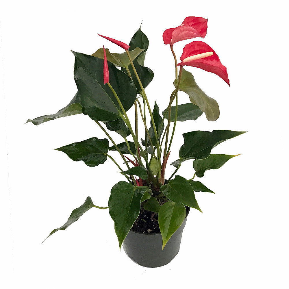 Anthurium Aren’t you Orange - 6"