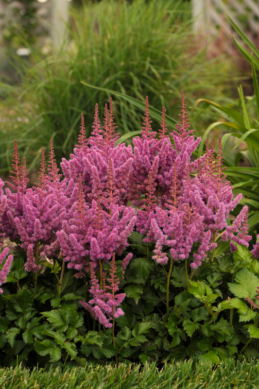 Astilbe 'Visions'