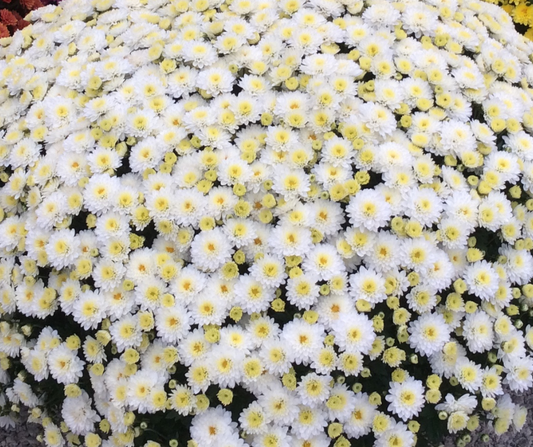 GARDEN MUMS JASODA WHITE - 10" Pot