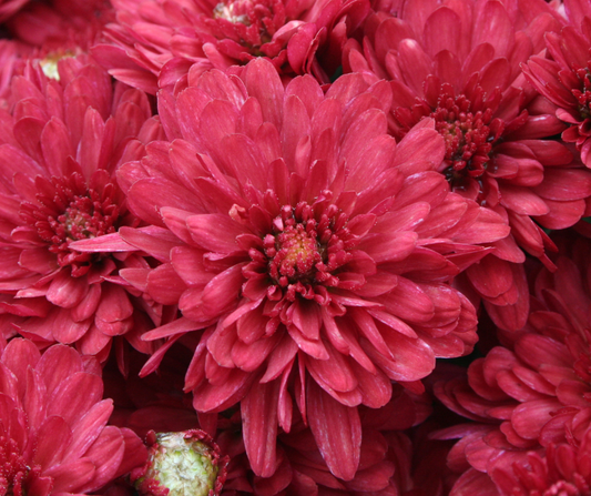 GARDEN MUMS WANDA RED