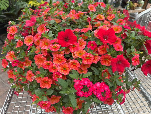 BASKET #32 - 10" HANGING BASKET