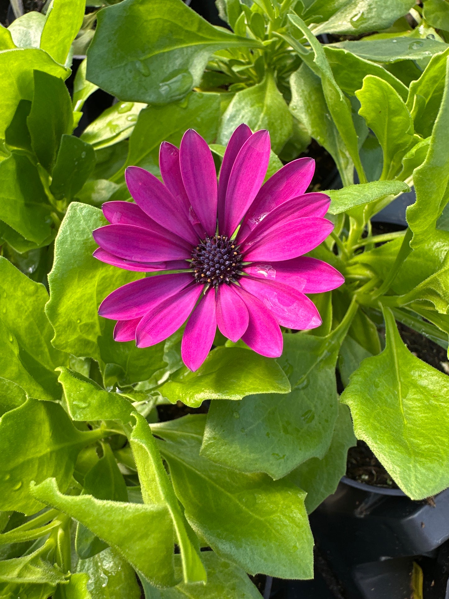 OSTEOSPERMUM SERENITY DARK PURPLE - 4'' POT