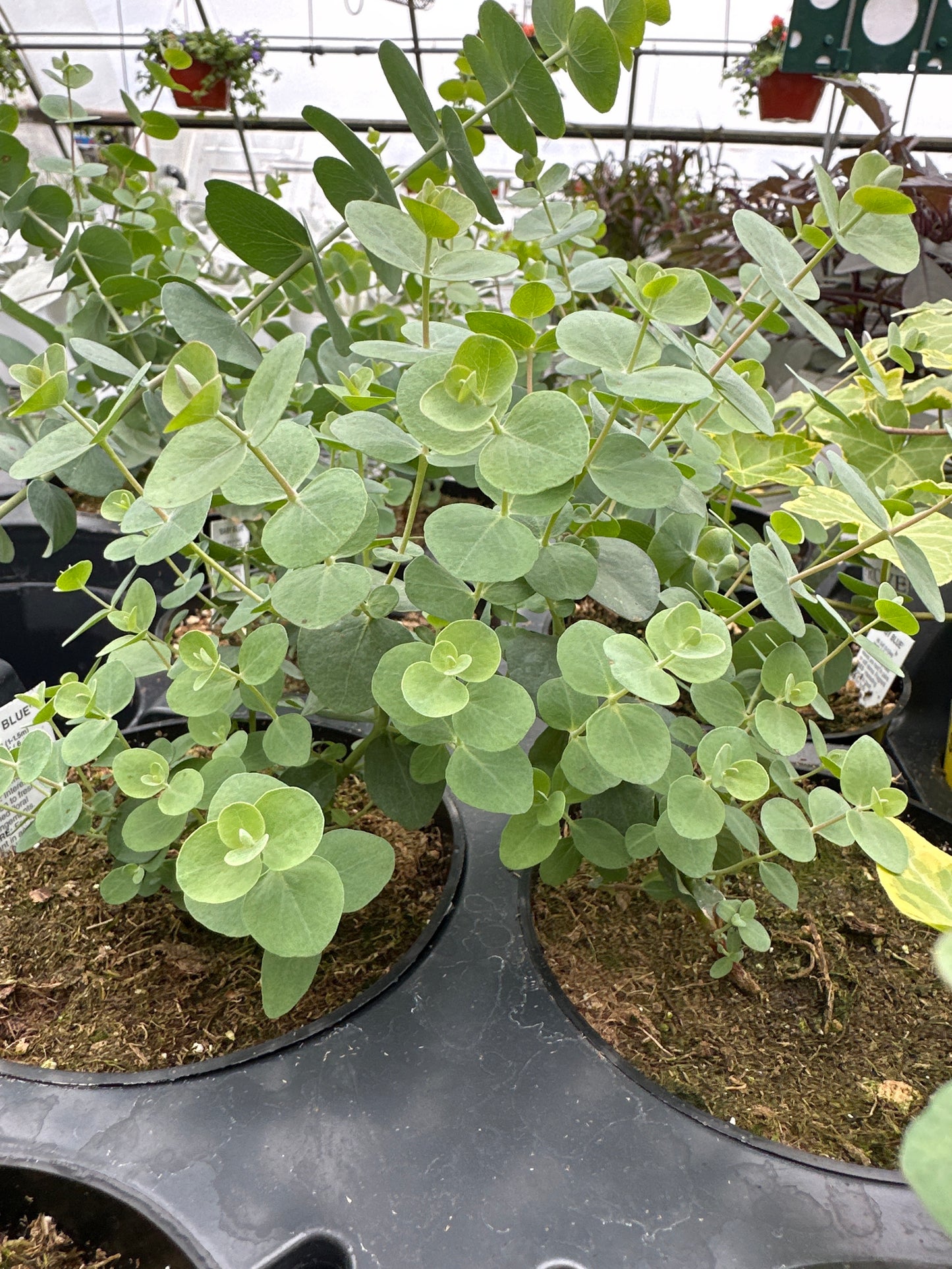EUCALYPTUS BABY BLUE - 4'' POT