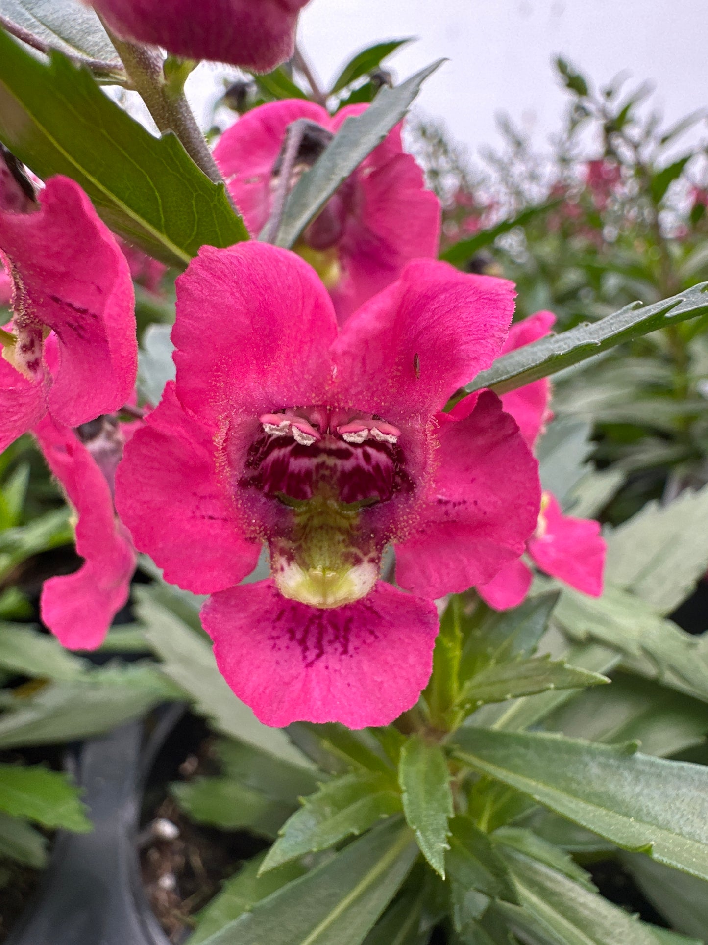 ANGELONIA ARCHANGEL CORAL - 4" POT