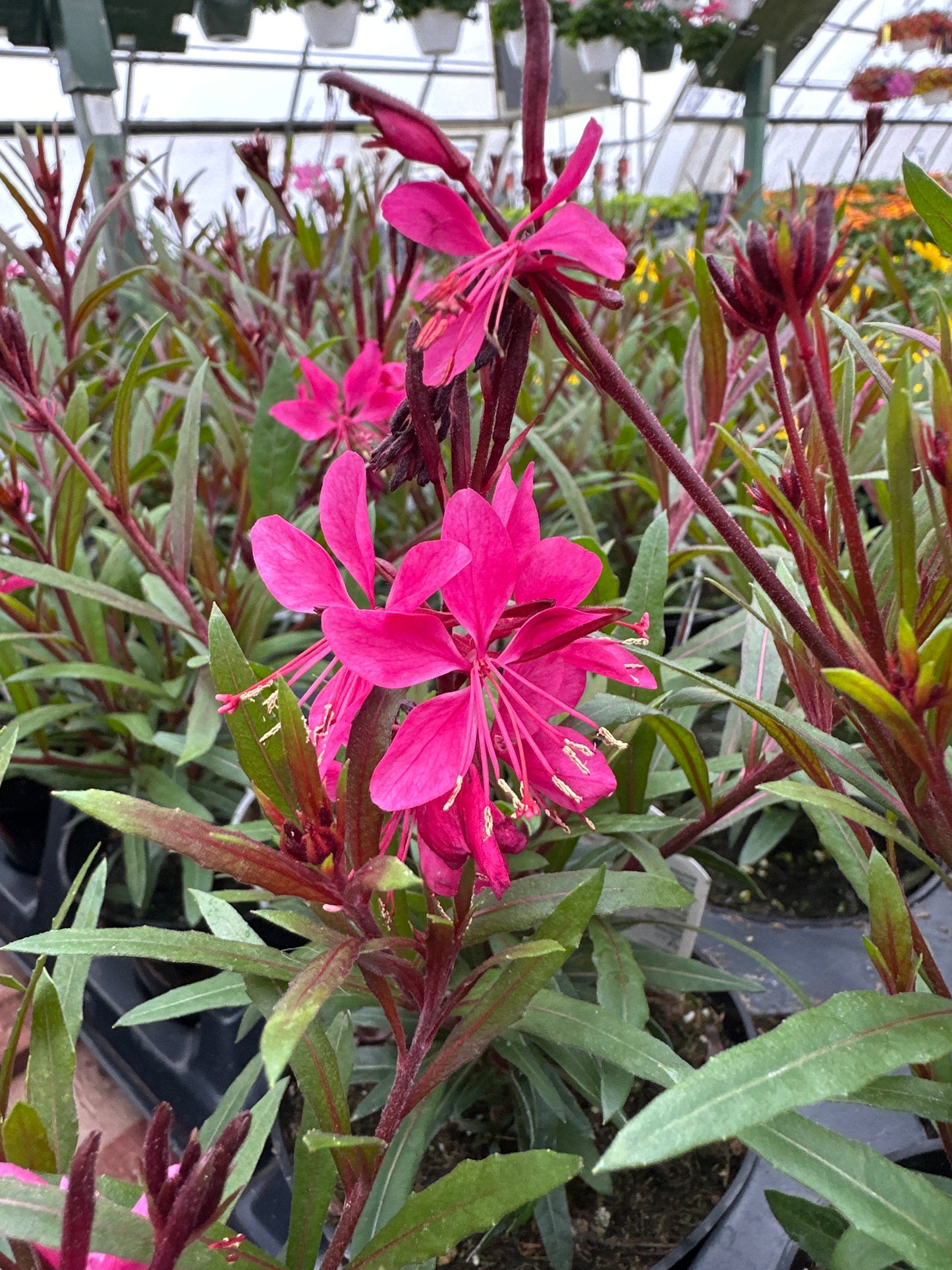 GAURA BELLEZA DARK PINK - 4'' POT
