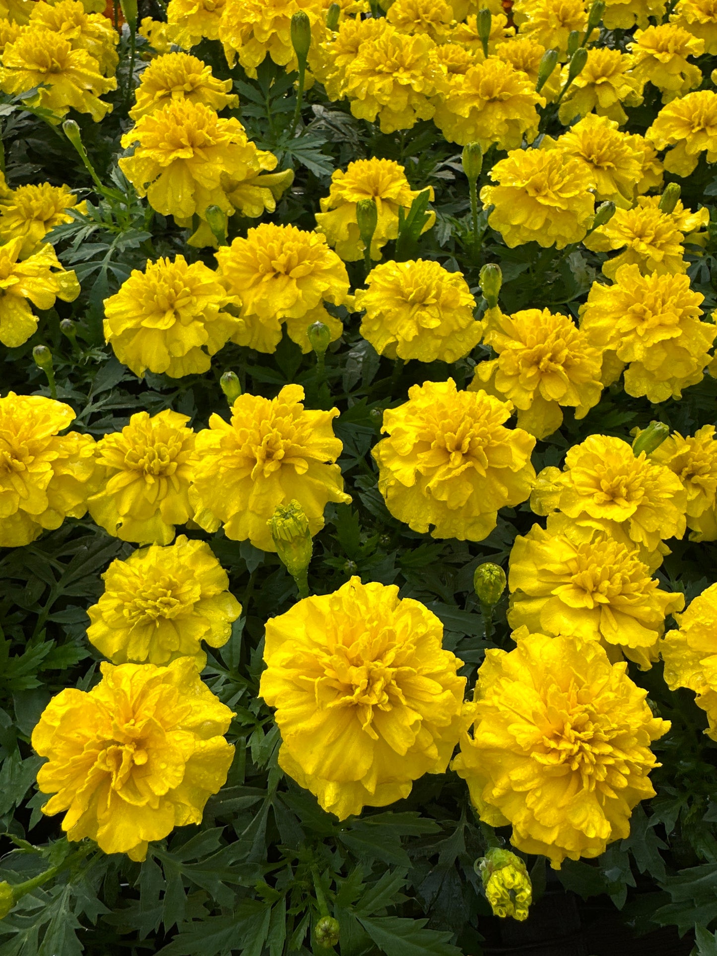 MARIGOLD BONANZA YELLOW - FLAT OF 48 PLANTS