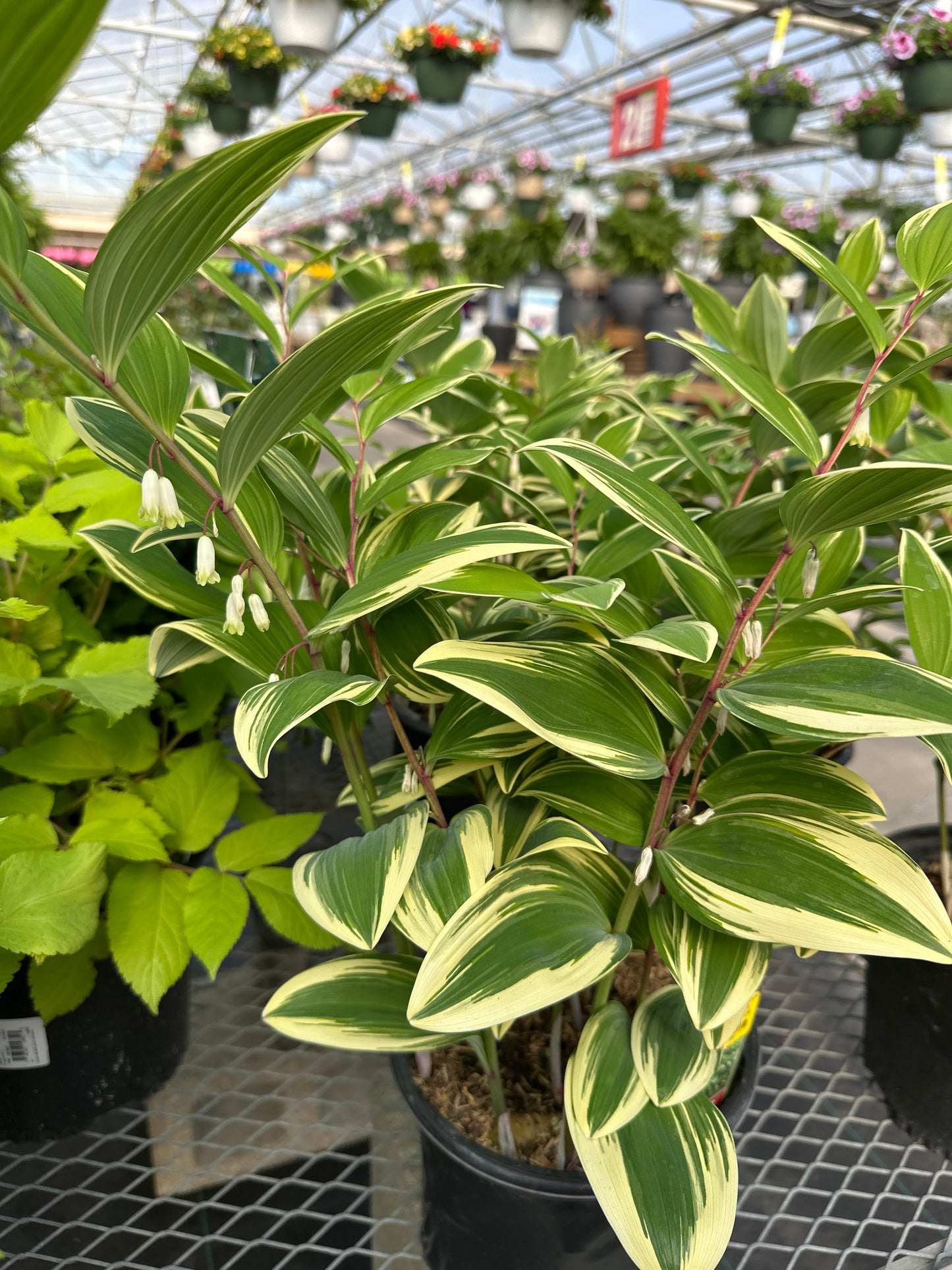 POLYGONATUM ODORATUM VARIEGATUM