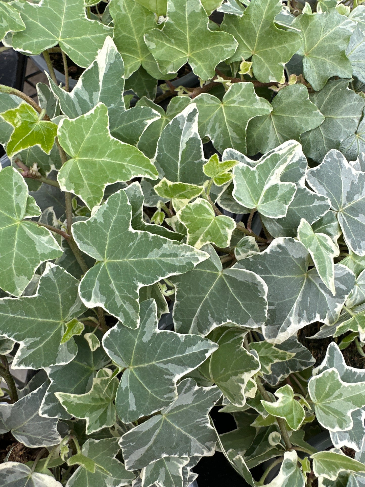 HEDERA HELIX IVY GLACIER - QUART POT