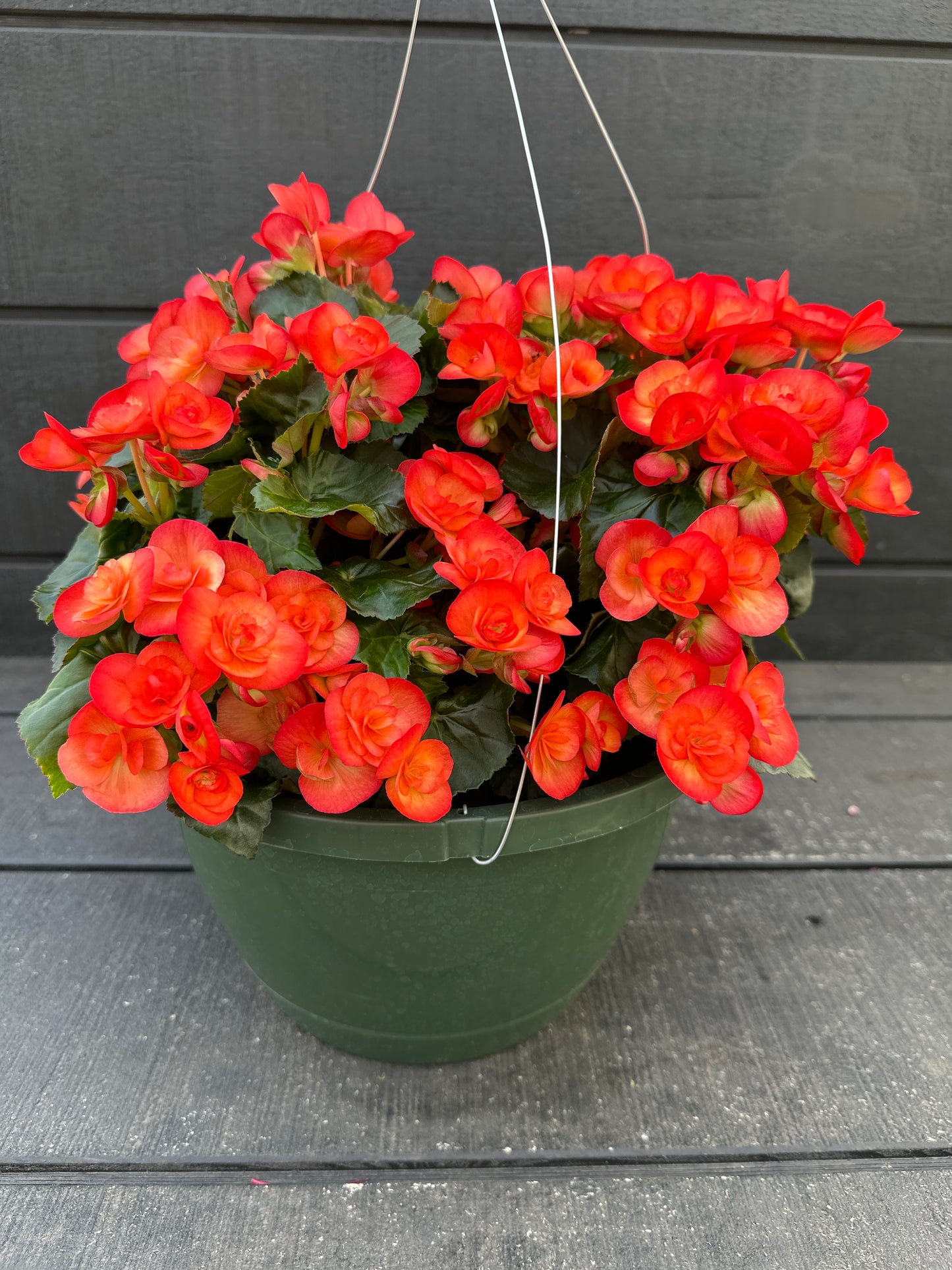 BEGONIA REIGER CARNEVAL - 10'' HANGING BASKET