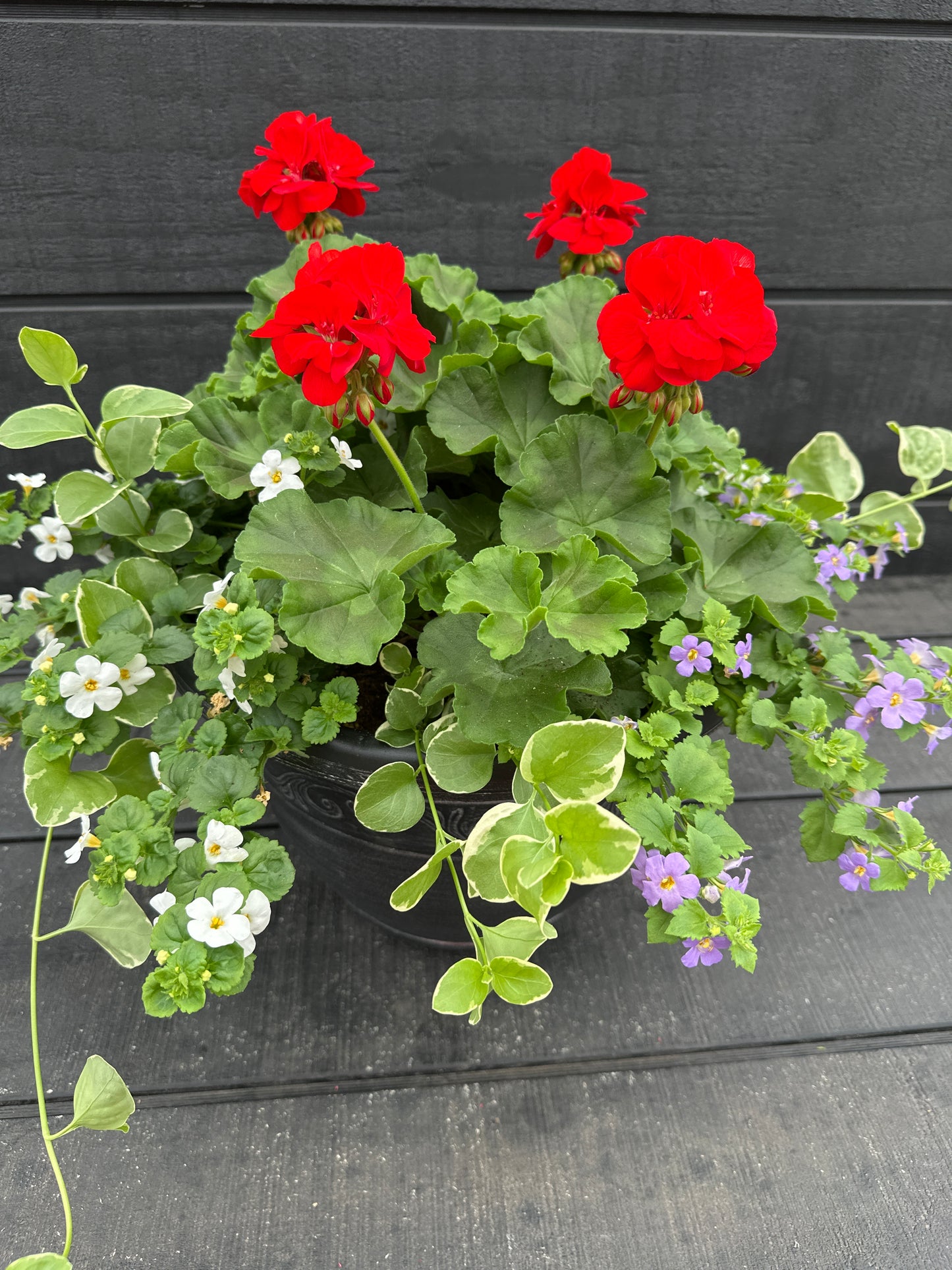 COMBO #7 - 12'' POT
