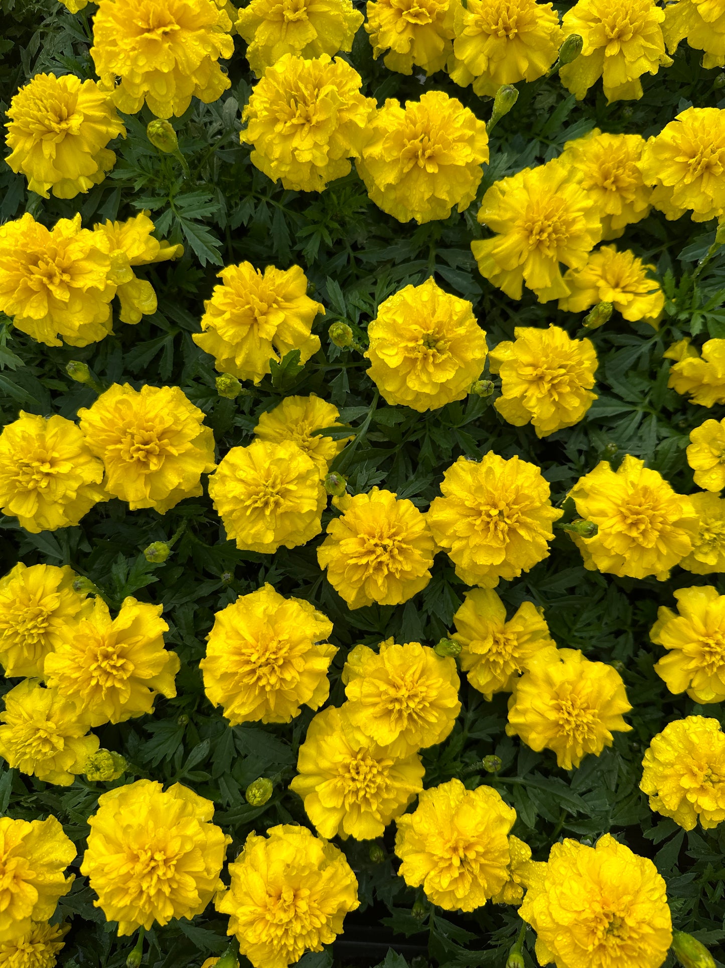 MARIGOLD BONANZA YELLOW - FLAT OF 48 PLANTS