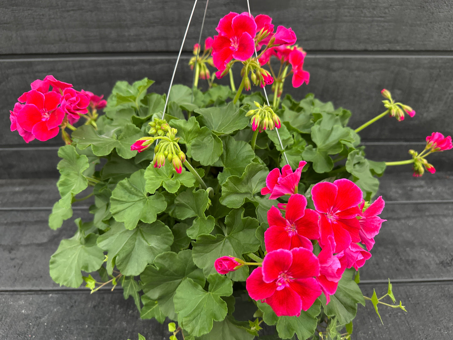 BASKET #33 - 10" HANGING BASKET