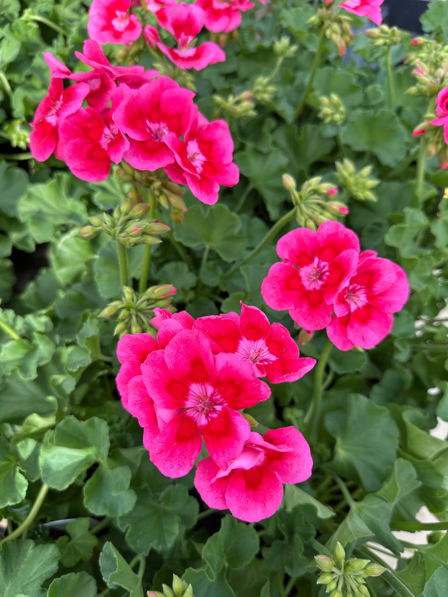GERANIUM CALLIOPE MEDIUM ROSE MEGA SPLASH - 6" POT