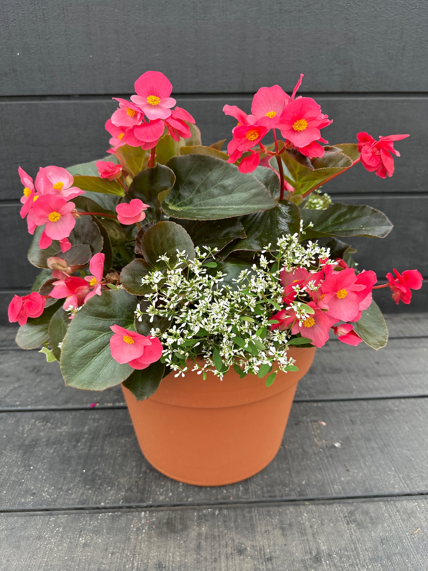 COMBO #37 - 12'' POT