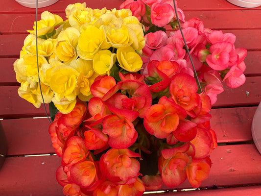 BASKET #91 - 10" HANGING BASKET