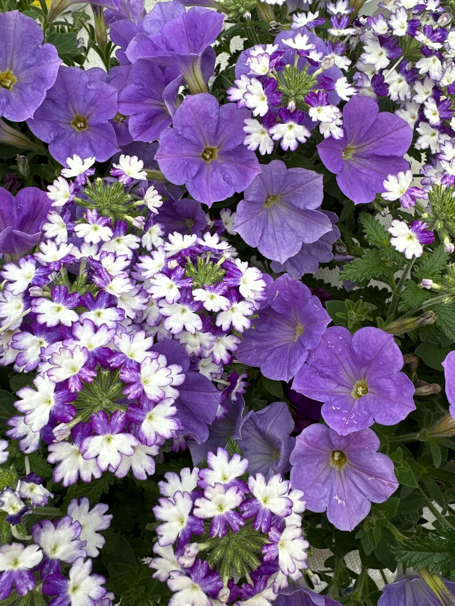 COMBO SHOCKING BLUE - 6" POT