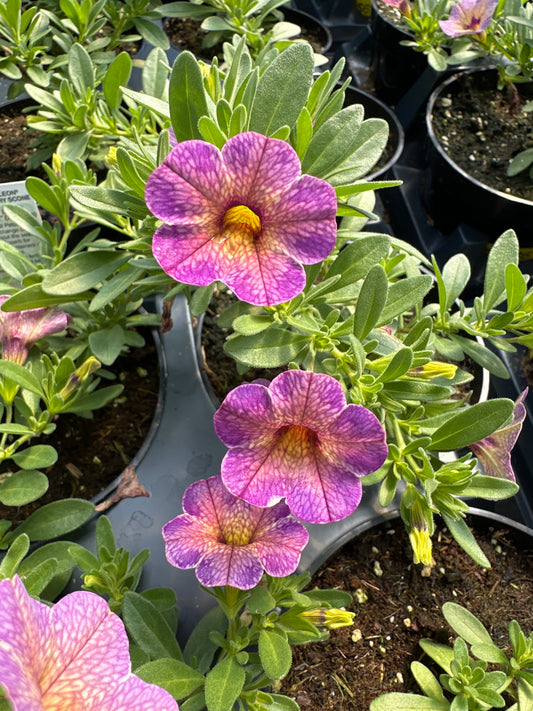 CALIBRACHOA CHAMELEON BLUEBERRY SCONE - 4'' POT
