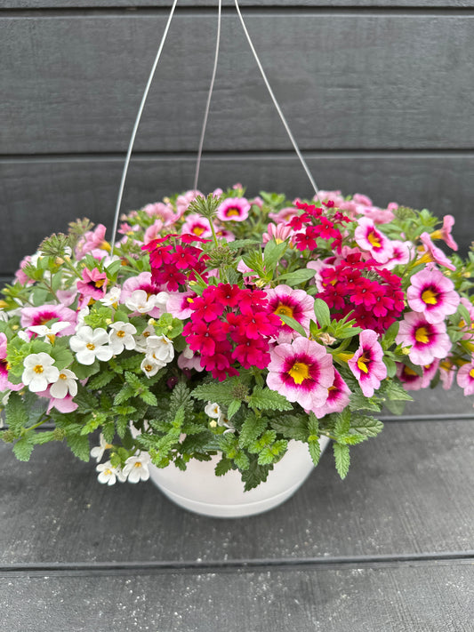 COMBO STRAWBERRY SHORTCAKE - 10" HANGING BASKET