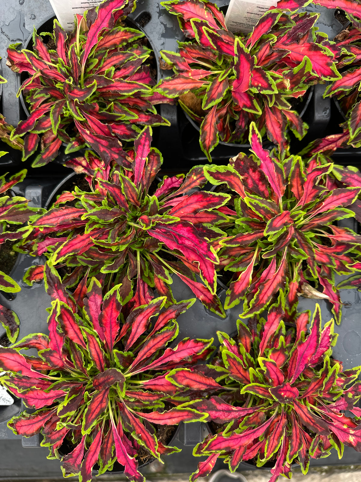 Microblaze Container COLEUS MICROBLAZE SPITFIRE - 4'' POT – Deneweth's Garden Center