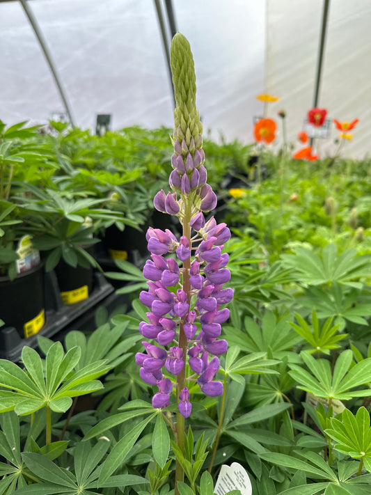 LUPINUS GALLERY BLUE LUPINE - QUART POT