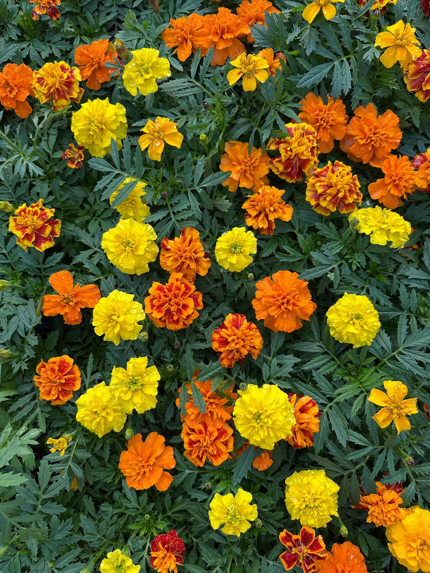MARIGOLD BONANZA MIX - FLAT OF 48 PLANTS