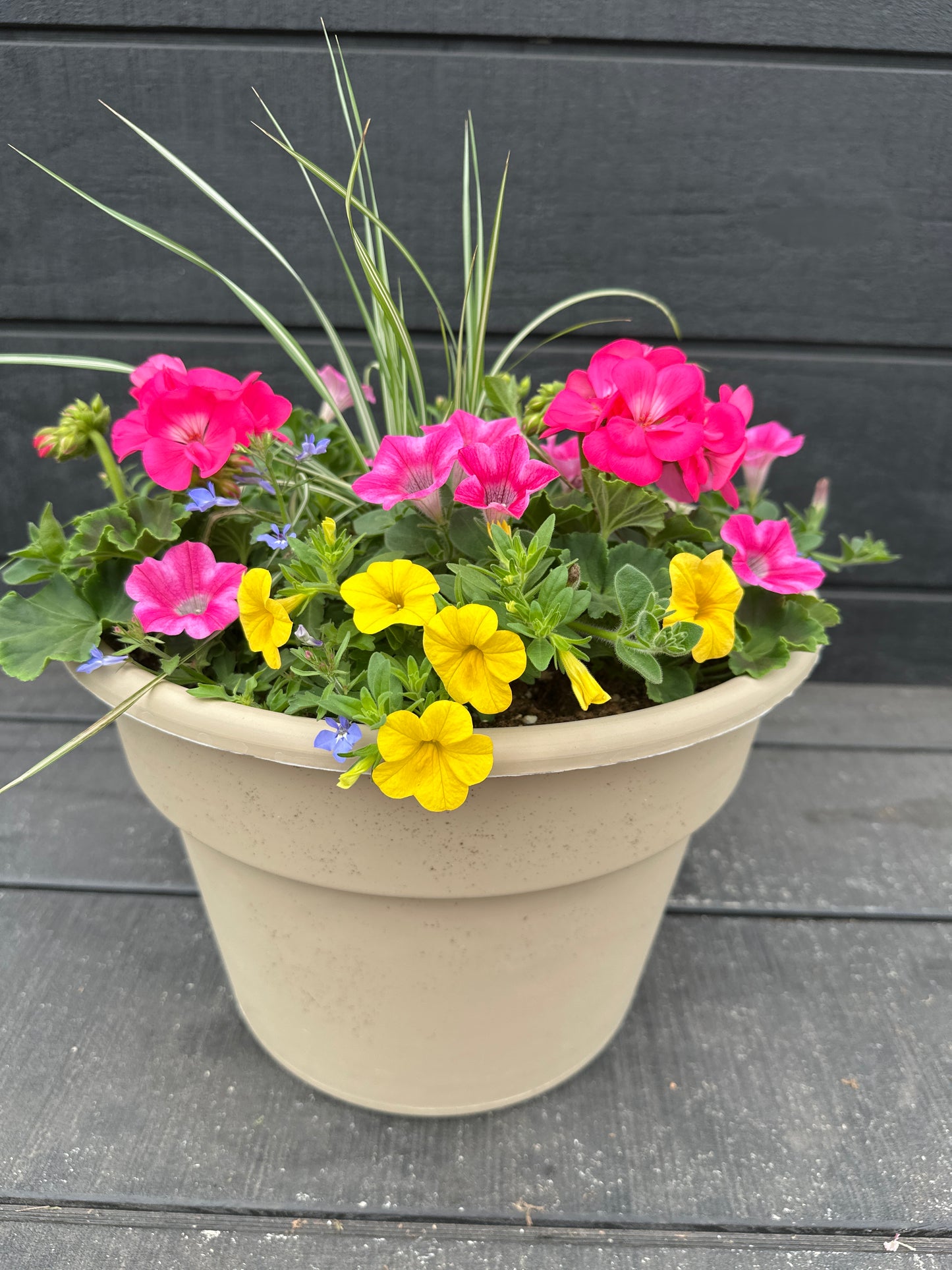 COMBO #29 - 12'' POT