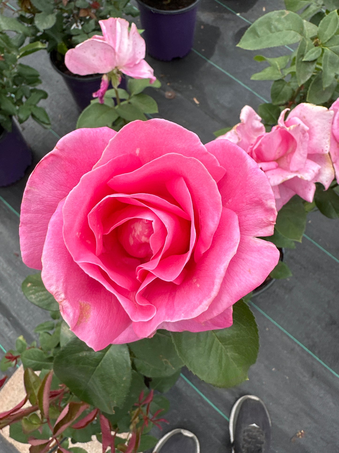 ROSE Perfume Delight