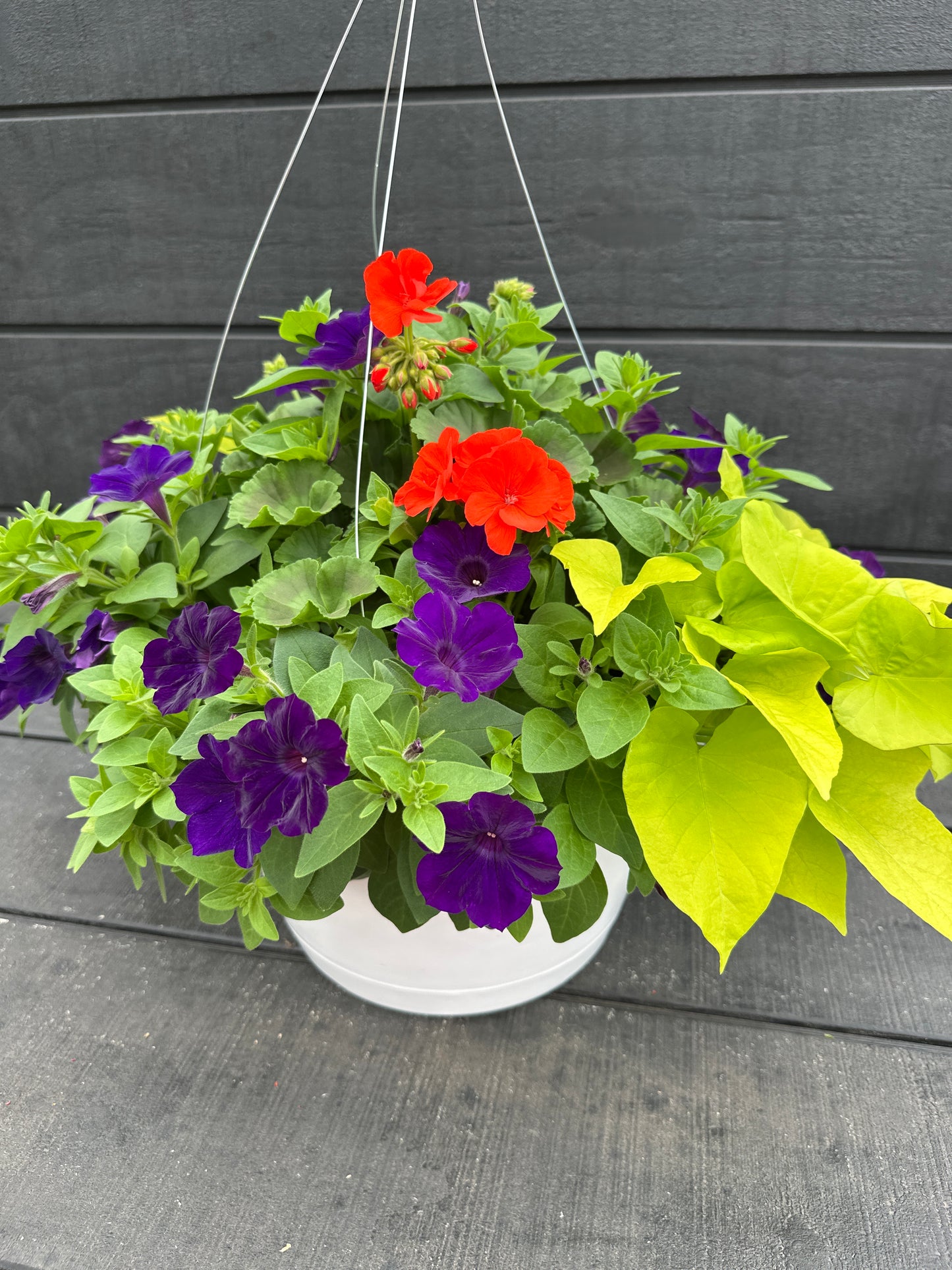 BASKET #54 - 12'' HANGING BASKET