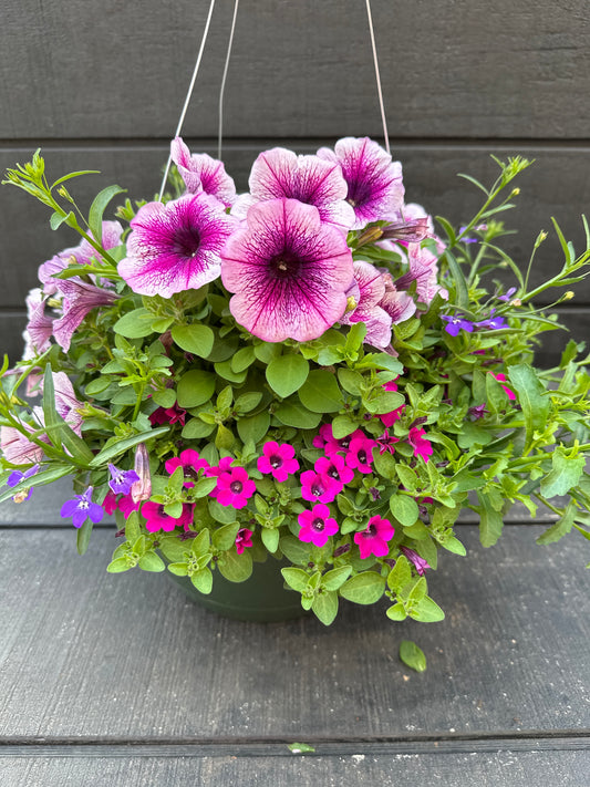 COMBO VIOLET RIOT - 10'' HANGING BASKET