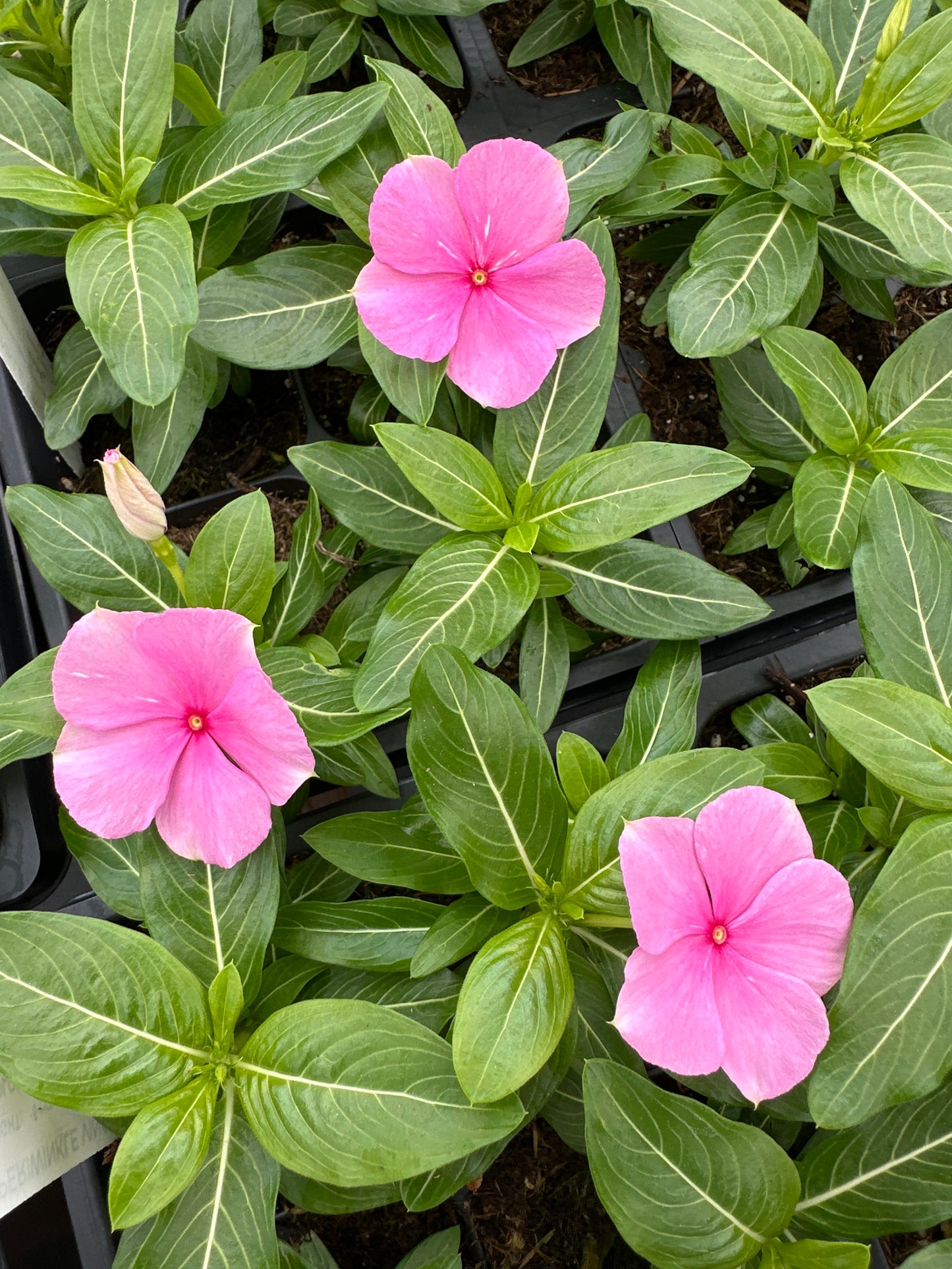 PERIWINKLE VINCA CORA XDR LIGHT PINK - FLAT OF 32 PLANTS