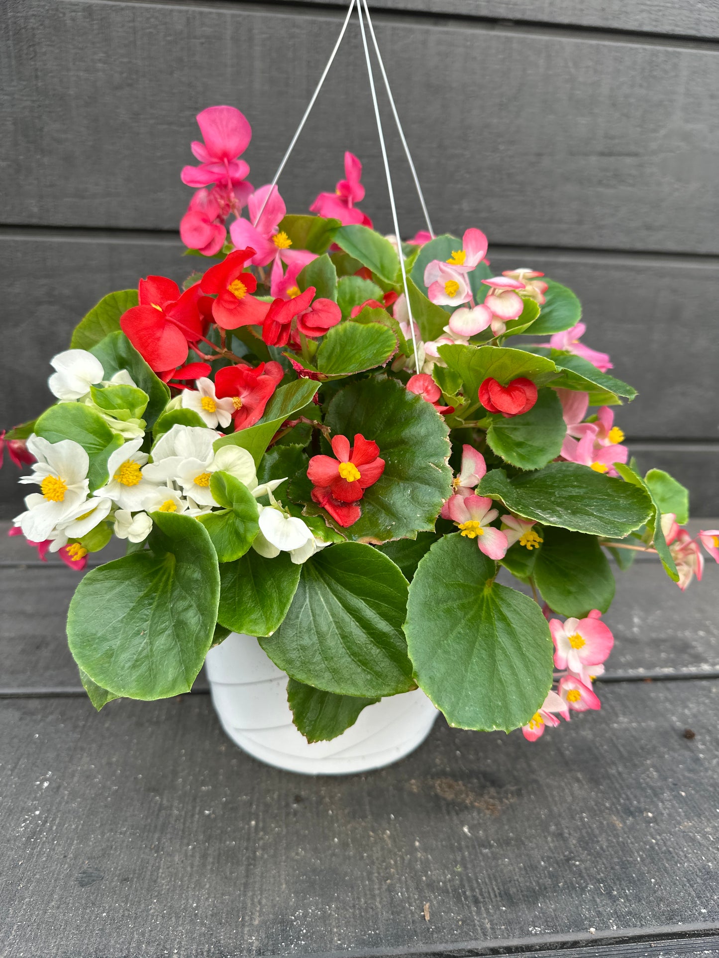 BEGONIA BADA BING MIX - 8'' HANGING BASKET