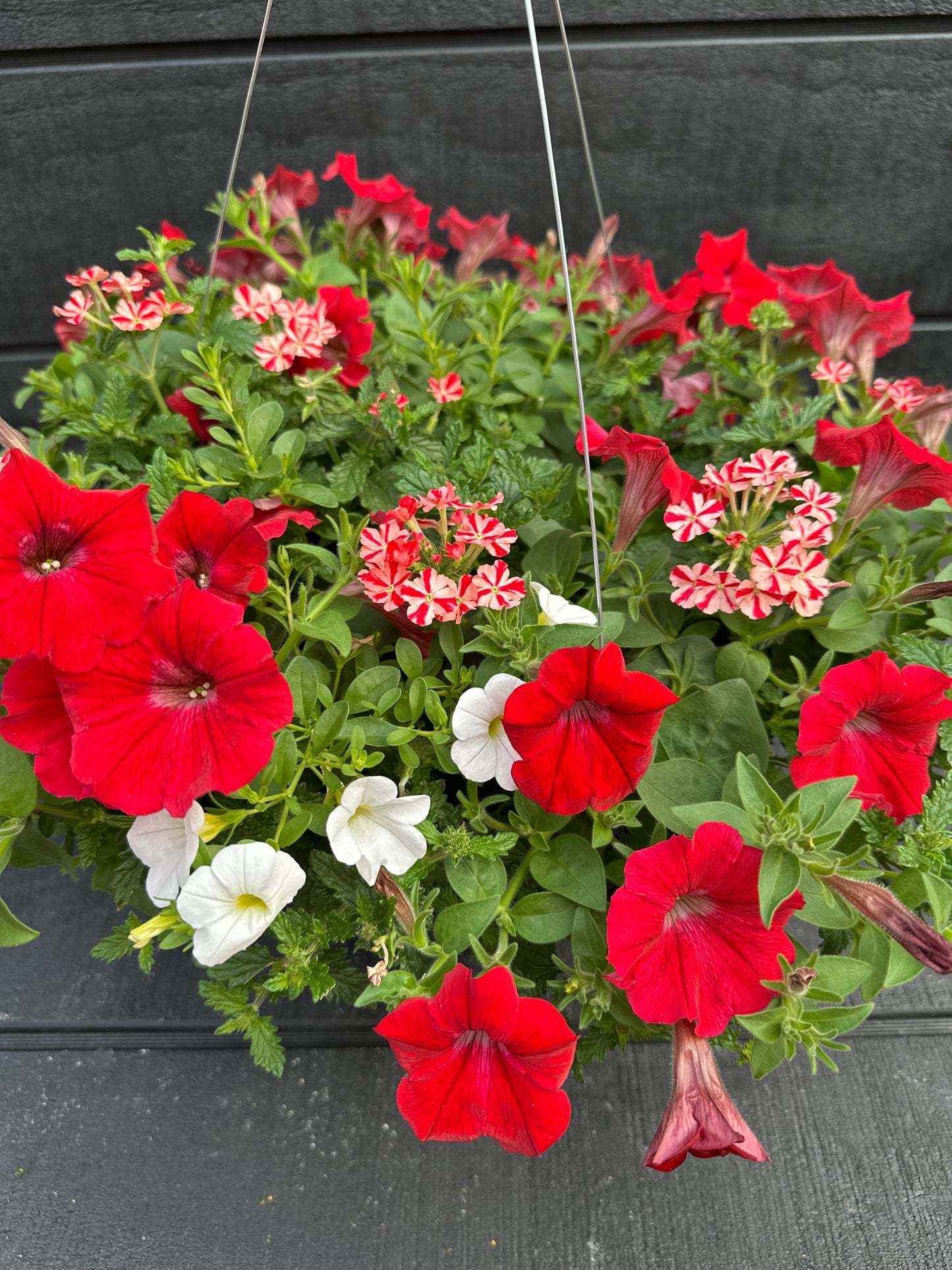 COMBO WALK OF STARS - 10" HANGING BASKET