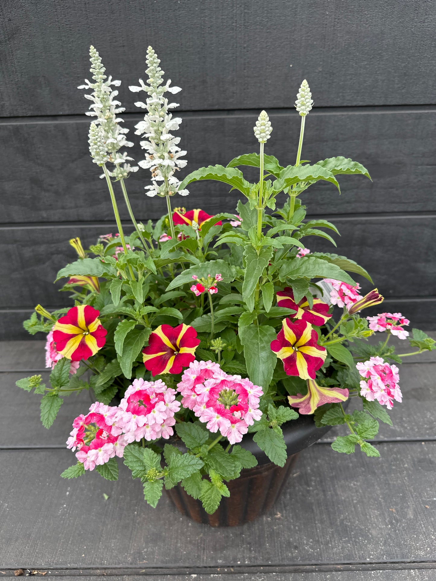 COMBO #14 - 12'' POT