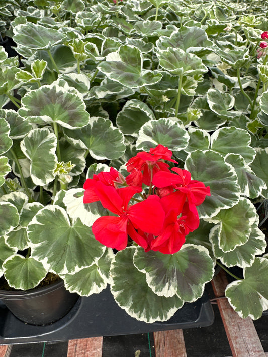 GERANIUM WILHELM LANGUTH - QUART POT
