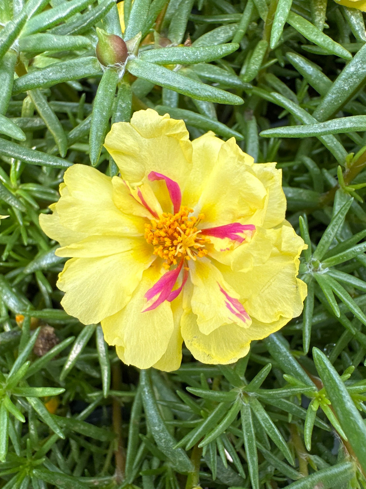 PORTULACA HAPPY HOUR LEMON - FLAT OF 48 PLANTS