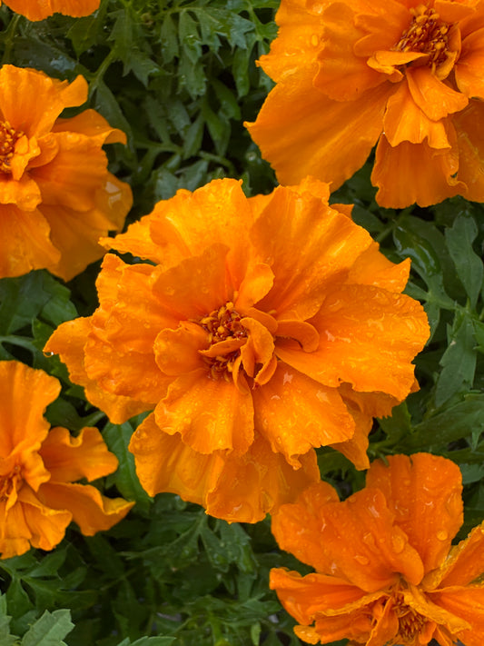MARIGOLD SAFARI TANGERINE - FLAT OF 48 PLANTS