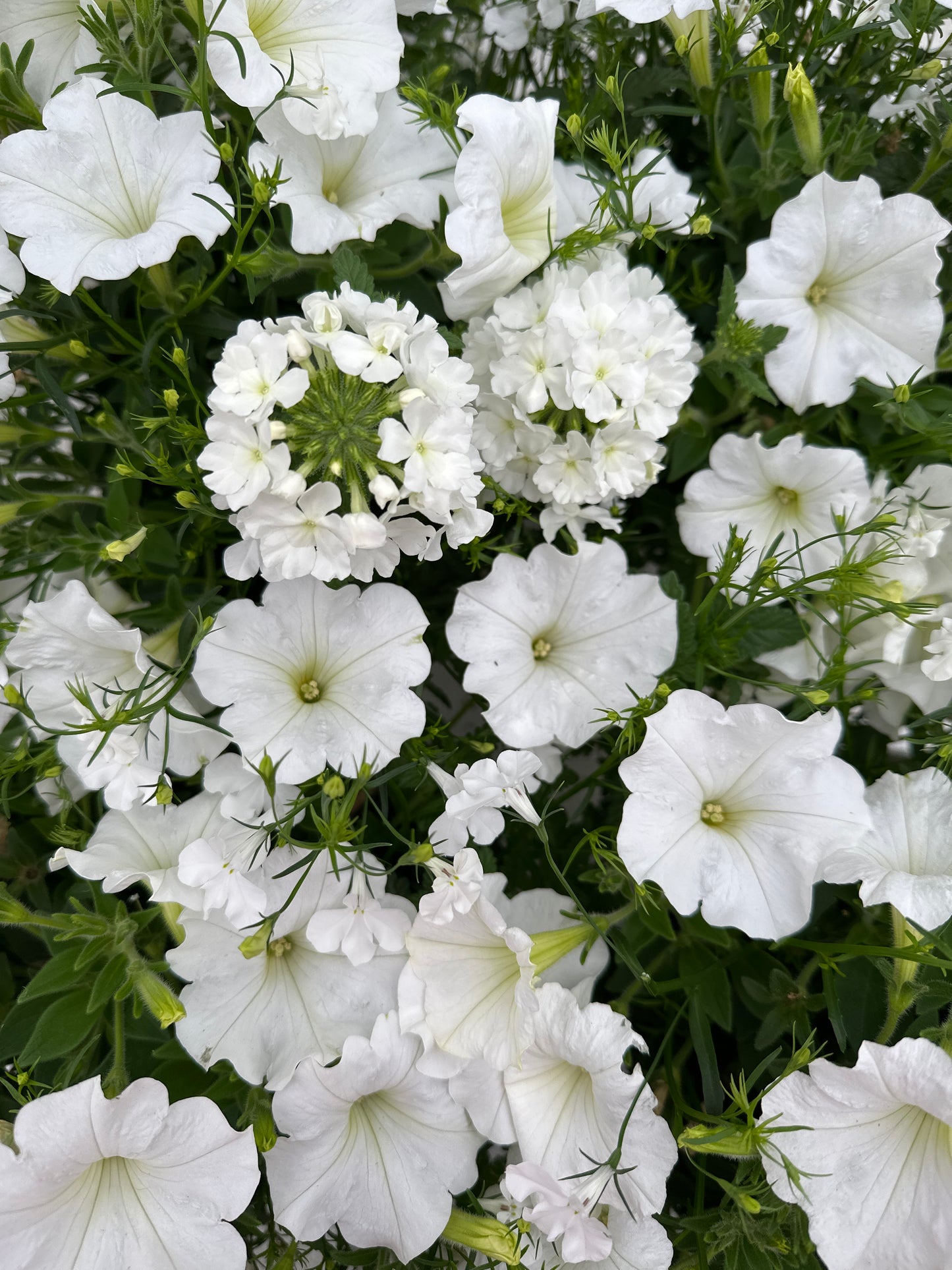 COMBO WALK ON A CLOUD - 6" POT