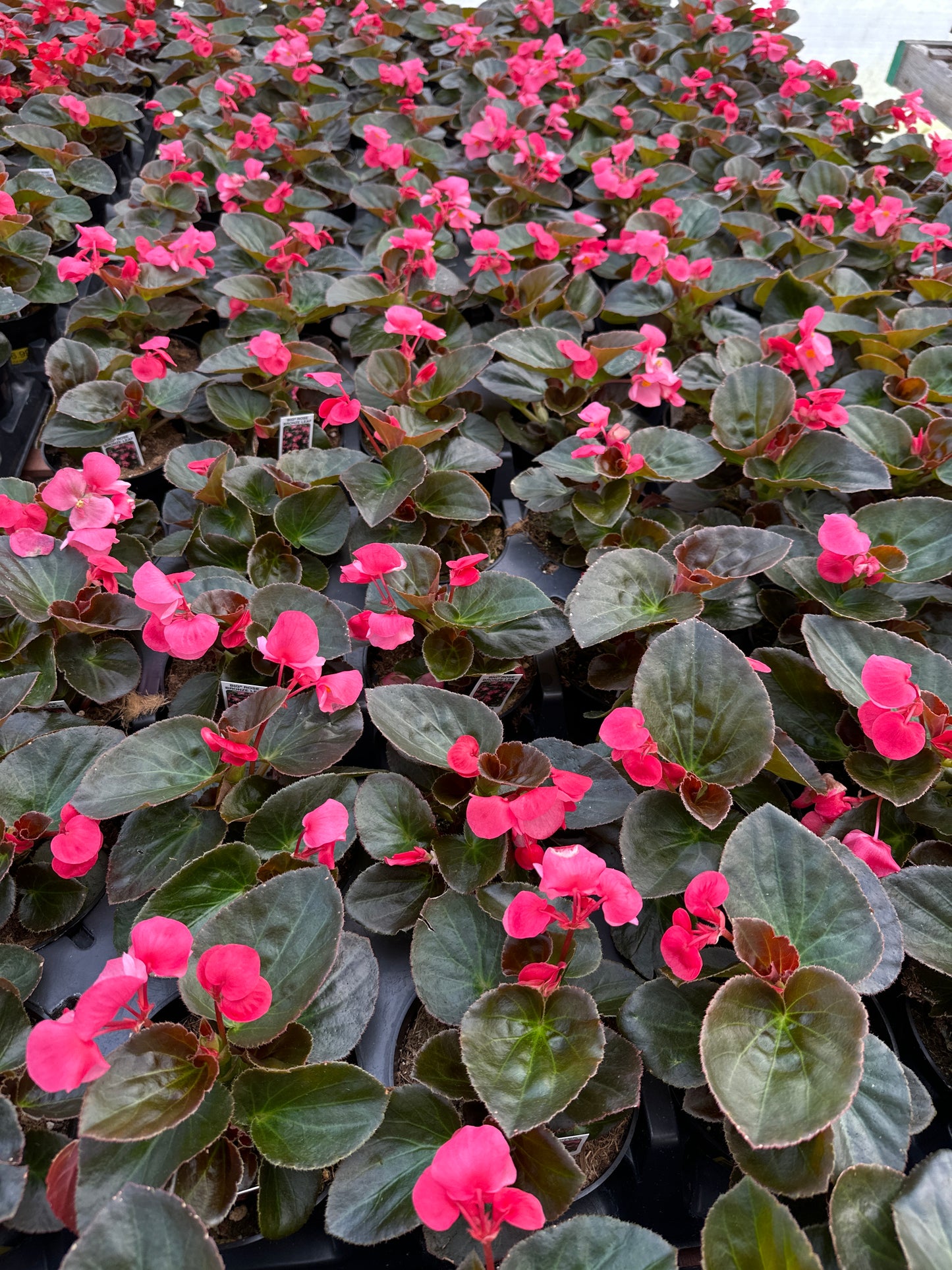 BEGONIA BIG ROSE BRONZE LEAF - 4'' POT